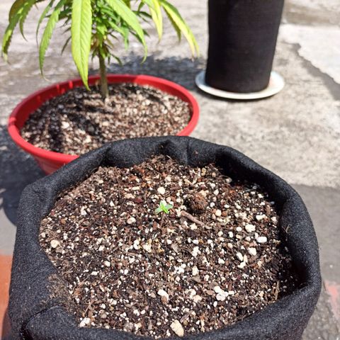 BCN Critical XXL Auto growlog timeline photo