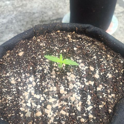 BCN Critical XXL Auto growlog timeline photo