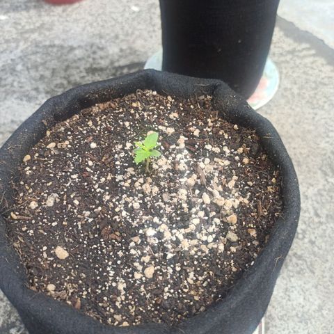 BCN Critical XXL Auto growlog timeline photo