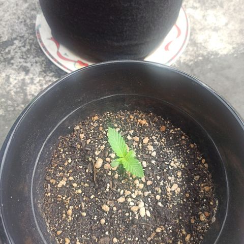 Bubba kush growlog timeline photo
