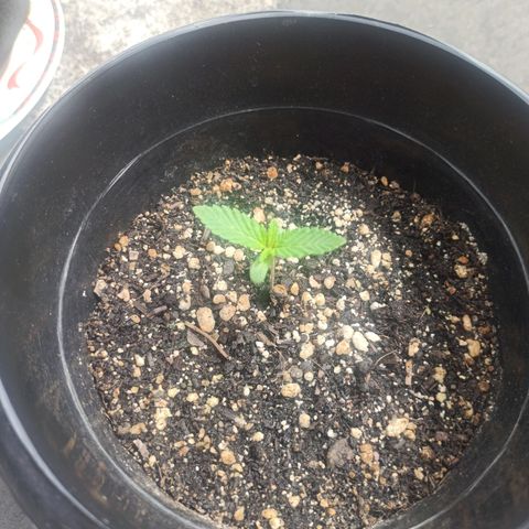 Bubba kush growlog timeline photo