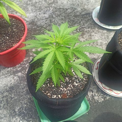Bubble fruit growlog timeline photo