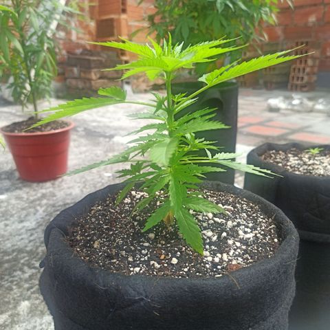 Bubble fruit growlog timeline photo