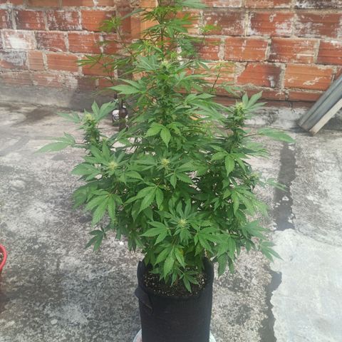 La gorda  growlog timeline photo