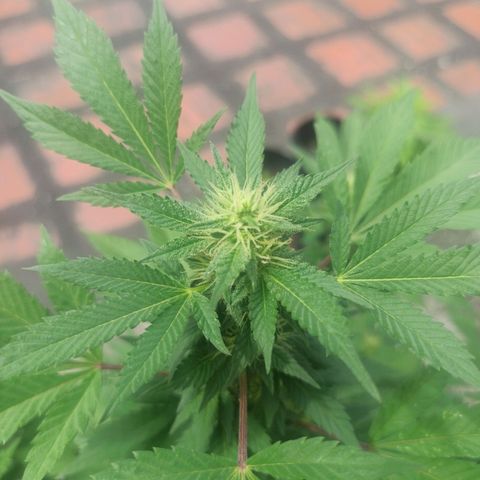 La gorda  growlog timeline photo