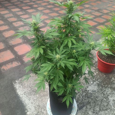 La gorda  growlog timeline photo