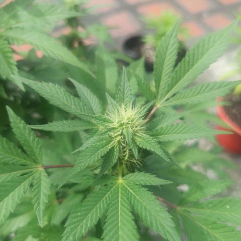 La gorda  growlog timeline photo