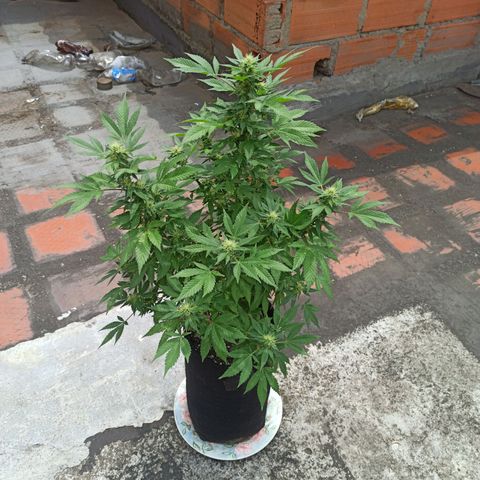 La gorda  growlog photo: Defoliación 4 semana en floración