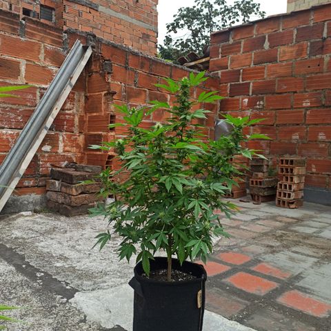 La gorda  growlog photo: Defoliación 4 semana en floración