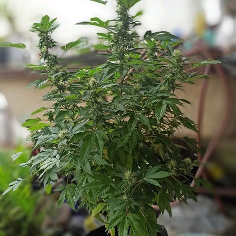 La gorda  growlog photo: Defoliación 4 semana en floración