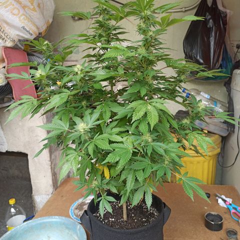 La gorda  growlog photo: Defoliación 4 semana en floración