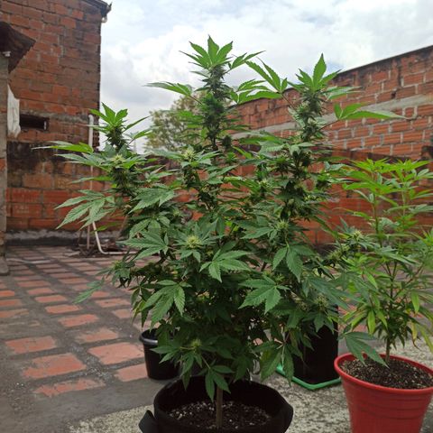 La gorda  growlog photo: Defoliación 4 semana en floración