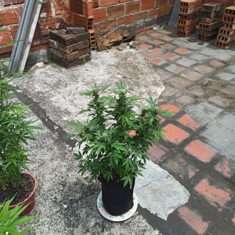 La gorda  growlog photo: Defoliación 4 semana en floración
