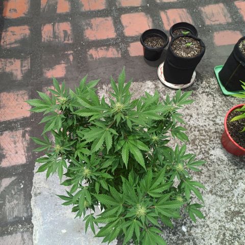 La gorda  growlog photo: Defoliación 4 semana en floración