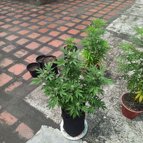 La gorda  growlog photo: Defoliación 4 semana en floración