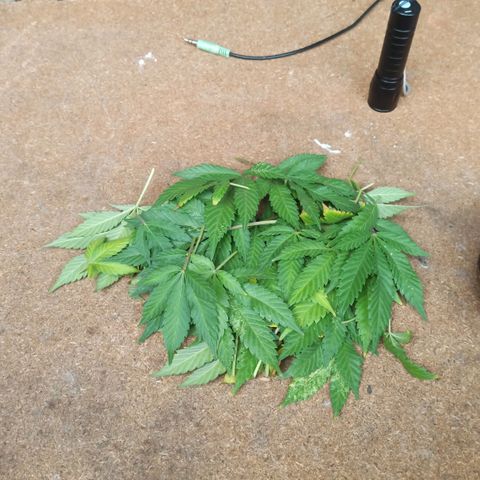 La gorda  growlog photo: Defoliación 4 semana en floración