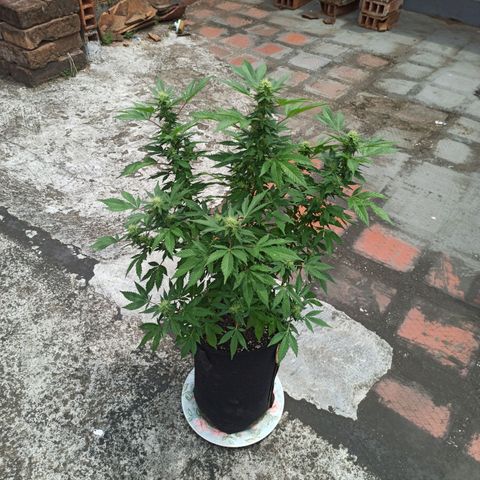 La gorda  growlog photo: Defoliación 4 semana en floración