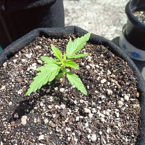 BCN Critical XXL Auto growlog timeline photo