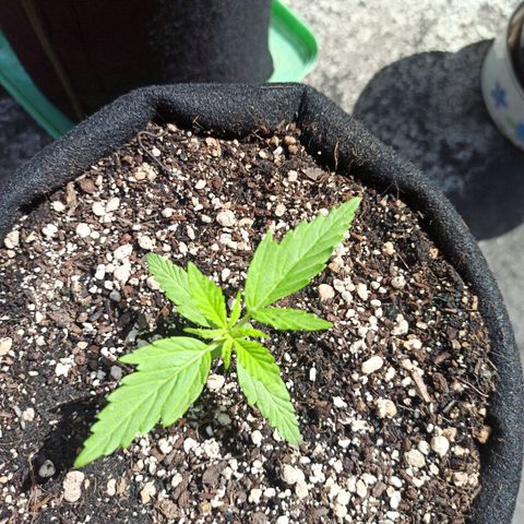BCN Critical XXL Auto growlog timeline photo