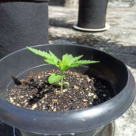 Bubba kush growlog timeline photo