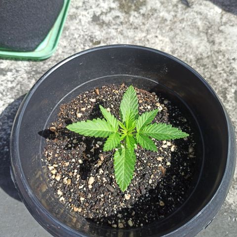 Bubba kush growlog timeline photo