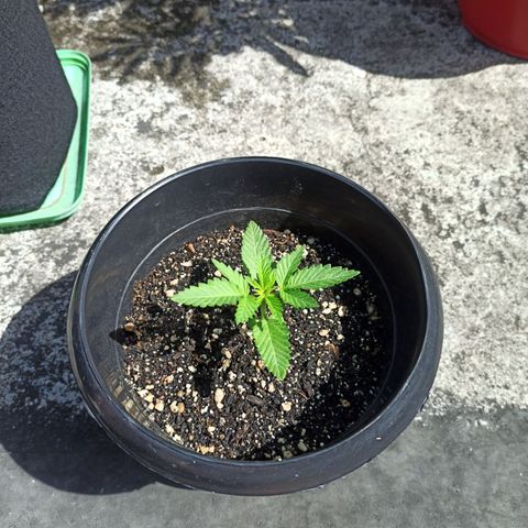 Bubba kush growlog timeline photo