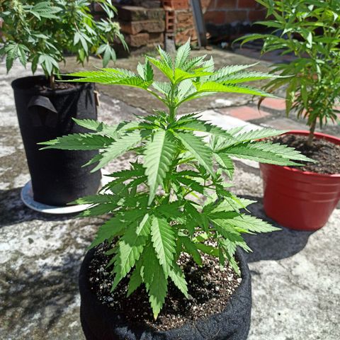 Bubble fruit growlog timeline photo