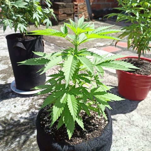 Bubble fruit growlog timeline photo