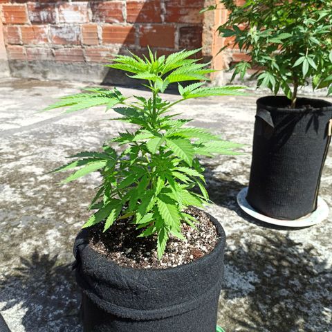 Bubble fruit growlog timeline photo
