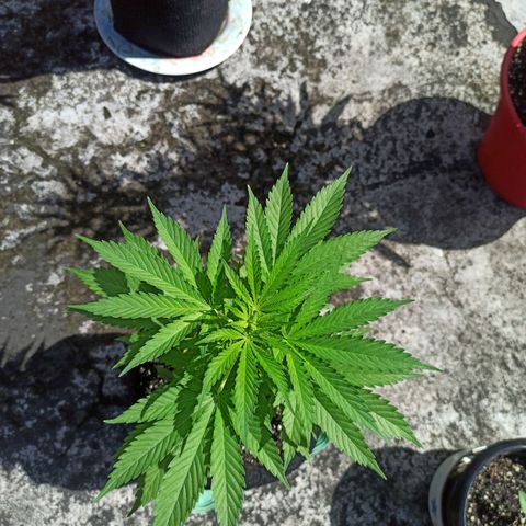 Bubble fruit growlog timeline photo