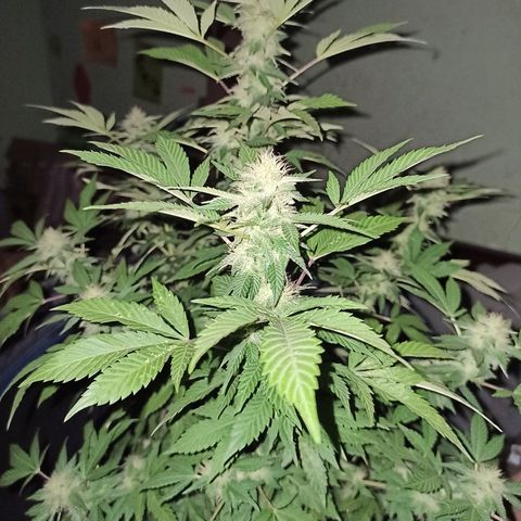 La gorda  growlog timeline photo