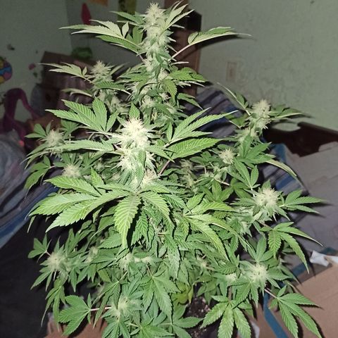 La gorda  growlog timeline photo