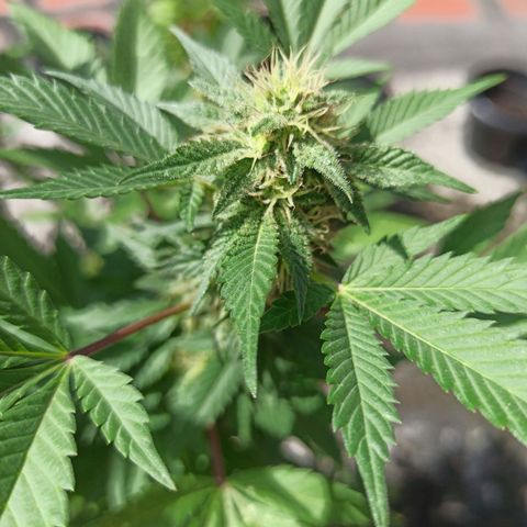 La gorda  growlog timeline photo