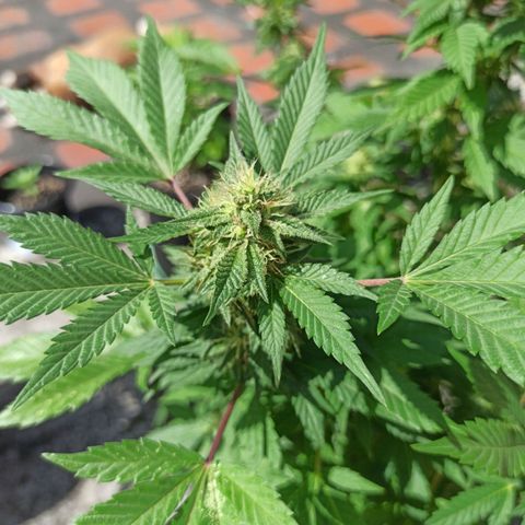 La gorda  growlog timeline photo