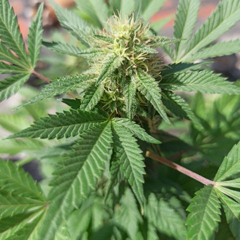 La gorda  growlog timeline photo