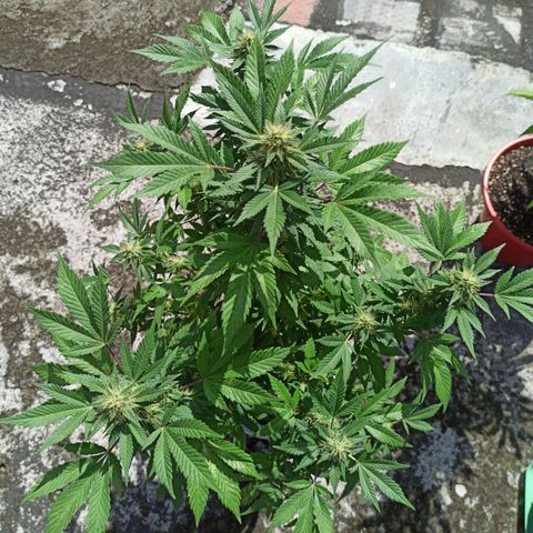 La gorda  growlog timeline photo