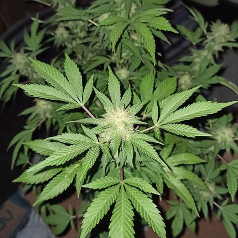 La gorda  growlog timeline photo