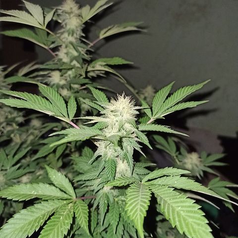 La gorda  growlog timeline photo