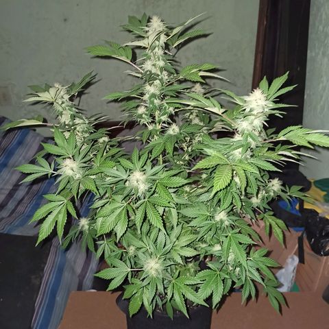 La gorda  growlog timeline photo