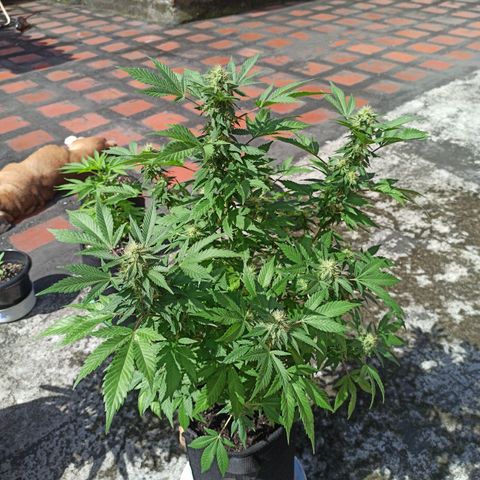 La gorda  growlog timeline photo