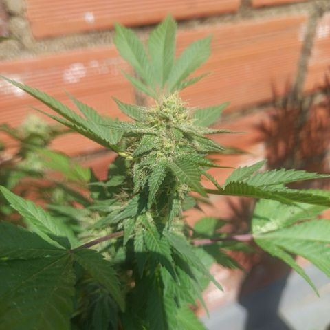 La gorda  growlog timeline photo
