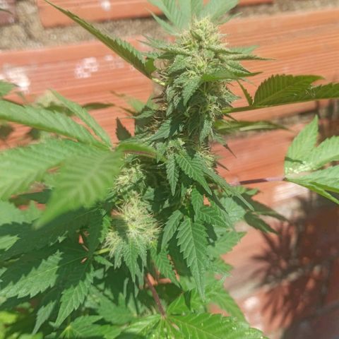 La gorda  growlog timeline photo