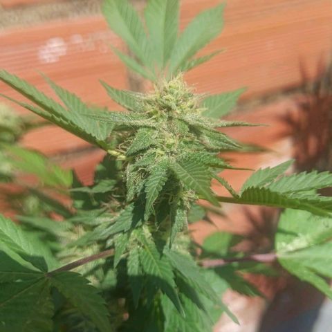 La gorda  growlog timeline photo