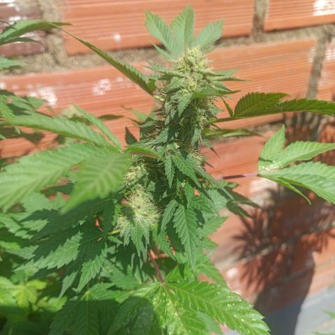 La gorda  growlog timeline photo