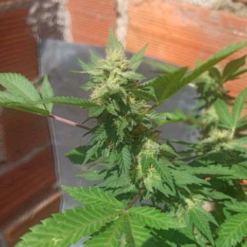 La gorda  growlog timeline photo
