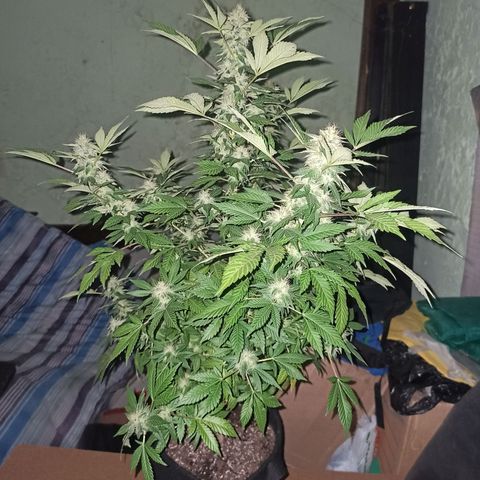 La gorda  growlog timeline photo