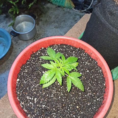 Bubba kush growlog photo: Trasplante a maceta de 9 litros
