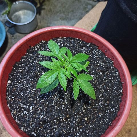 Bubba kush growlog photo: Trasplante a maceta de 9 litros