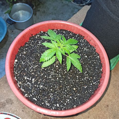 Bubba kush growlog photo: Trasplante a maceta de 9 litros