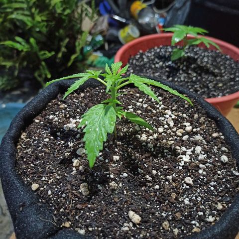 BCN Critical XXL Auto growlog timeline photo
